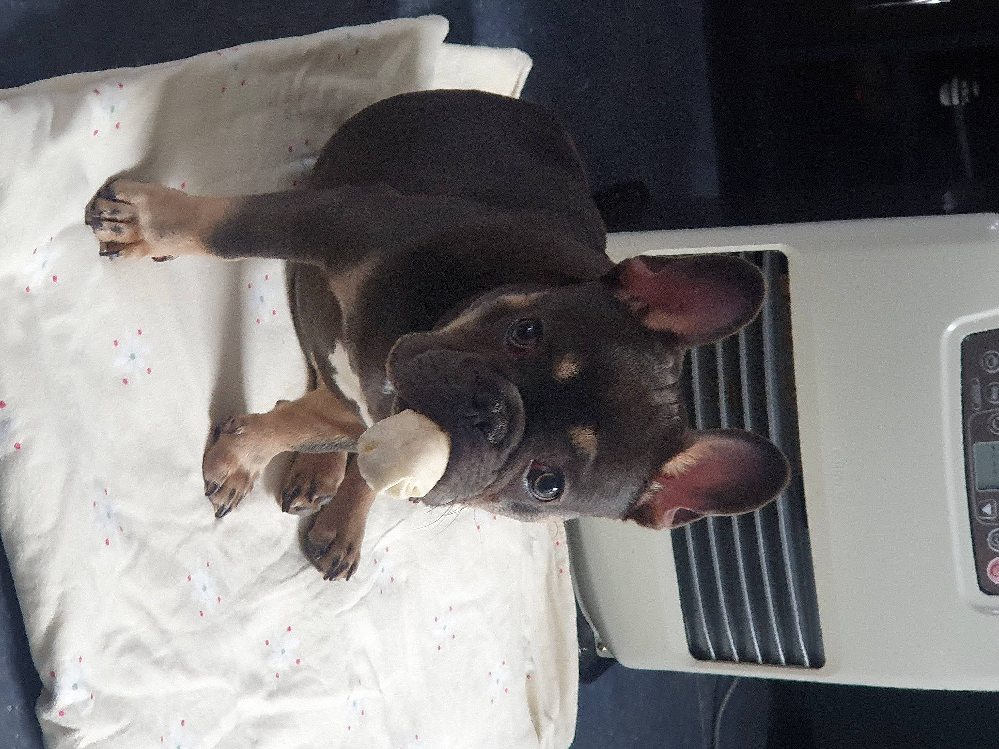 Groot participe au concours pour gagner de l'argent avec cette photo : auto_part, automotive_exterior, automotive_lighting, bumper, carnivore, comfort, companion_dog, dog, dog_breed, fawn, felidae, gesture, sporting_group, vehicle, vehicle_door