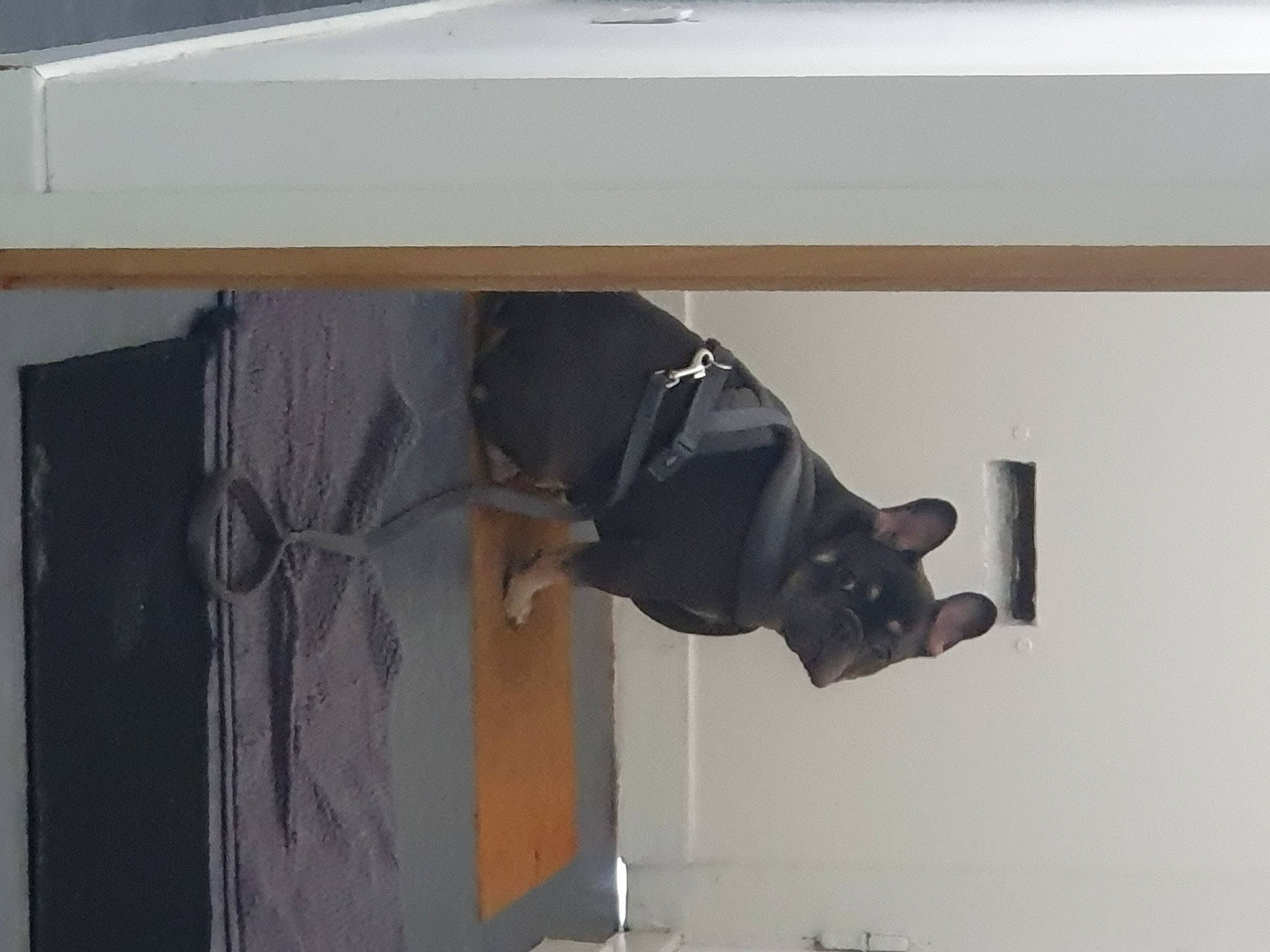 Groot a rejoint le concours — aidez-le/la à gagner de superbes lots ! flooring, guard_dog, hardwood, room, sporting_group, tail, window, wood