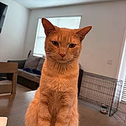 Carusin joined the competition — help win amazing prizes! animal, blinds, cat, chair, couch, cute, domestic, ears, fur, furniture, indoor, living_room, orange_cat, pet, pet_crate, portrait, sitting, table, whiskers, window