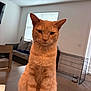 animal, blinds, cat, chair, couch, cute, domestic, ears, fur, furniture, indoor, living_room, orange_cat, pet, pet_crate, portrait, sitting, table, whiskers, window