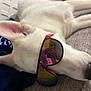 dog, white_dog, sunglasses, laying_down, indoor, couch, pet, relaxed, ear, reflection, close_up, nostril, fur, muzzle, animal, companion, cozy, resting, portrait, cute