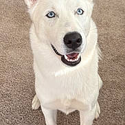Rocky joined the competition — help win amazing prizes! animal, blue_eyes, canine, carpet, dog, domestic_animal, ears, four_legs, front_view, fur, happy, indoor, looking_up, mouth, nose, pet, sitting, smiling, teeth, white_dog