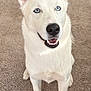 animal, blue_eyes, canine, carpet, dog, domestic_animal, ears, four_legs, front_view, fur, happy, indoor, looking_up, mouth, nose, pet, sitting, smiling, teeth, white_dog