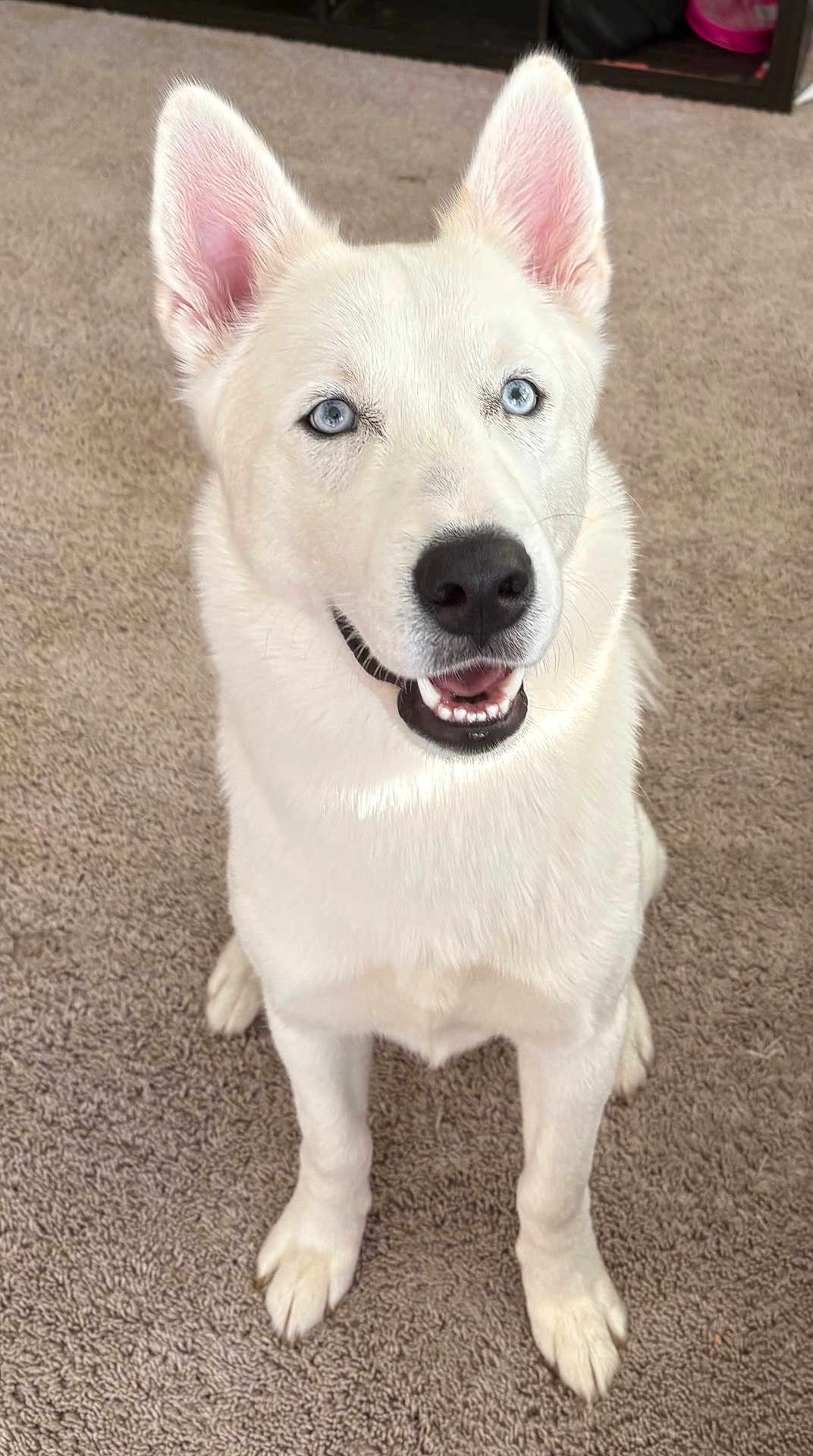 Rocky joined the competition — help win amazing prizes! animal, blue_eyes, canine, carpet, dog, domestic_animal, ears, four_legs, front_view, fur, happy, indoor, looking_up, mouth, nose, pet, sitting, smiling, teeth, white_dog