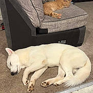 Rocky is registered to the contest to win money with this photo: animal, carpet, cat, chair, companion, cozy, cushion, dog, domestic, fur, furniture, home, indoor, napping, paw, pet, quiet, relaxation, resting, sleeping