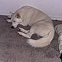 dog, white_dog, sleeping, carpet, indoor, wall, outlet, pillow, sandal, pet, resting, fur, animal, quiet, cozy, floor, home, relaxing, cute, companion