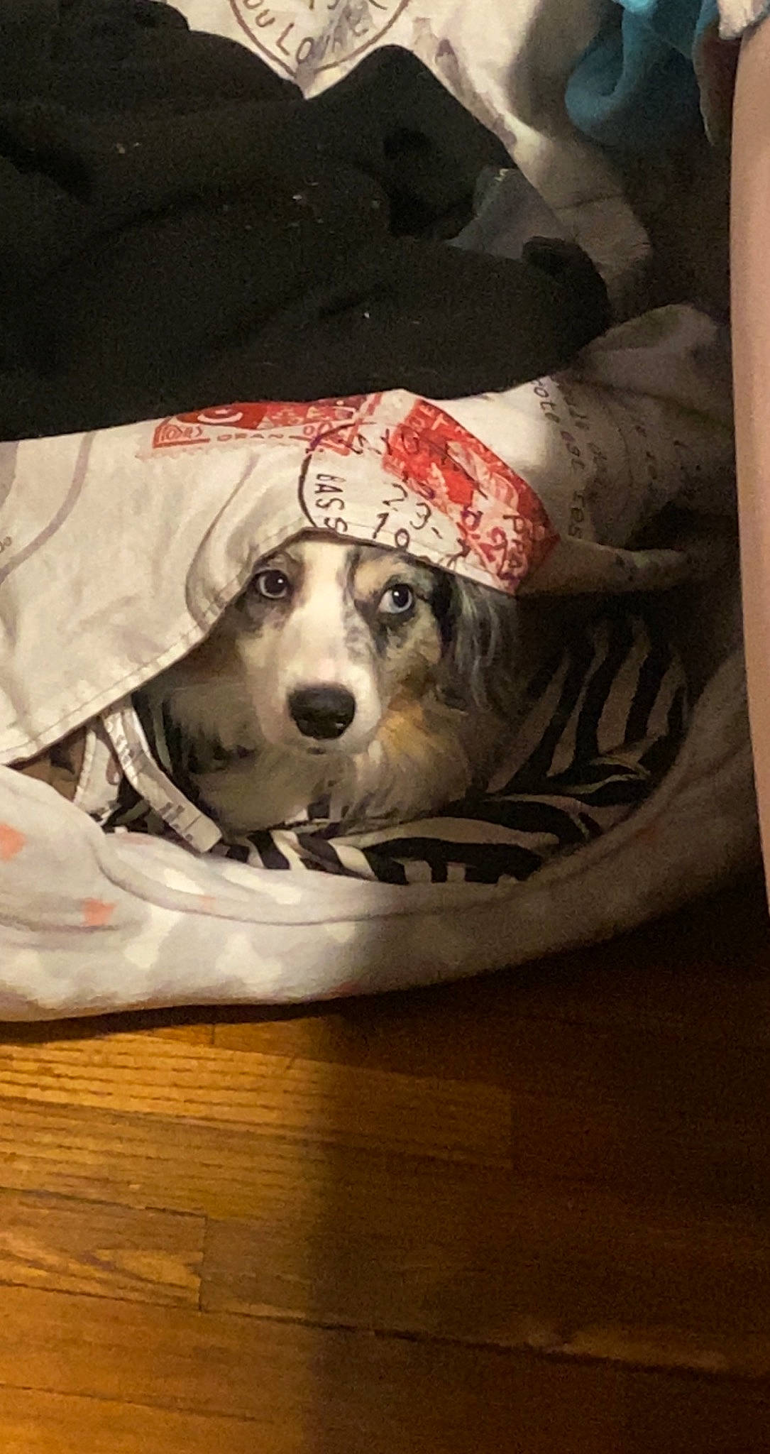 Blue is registered to the contest to win money with this photo: canidae, carnivore, comfort, companion_dog, darkness, dog, dog_breed, dog_supply, flash_photography, paw, pet_supply, sitting, sleeve, snout, sporting_group, whiskers, working_animal