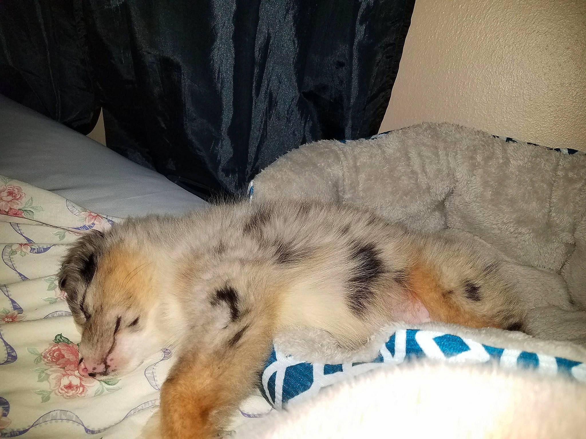 Blue joined the competition — help win amazing prizes! big_cats, carnivore, claw, comfort, companion_dog, couch, dog, dog_breed, domestic_short_haired_cat, fawn, felidae, fur, linens, nap, paw, small_to_medium_sized_cats, sporting_group, tail, terrestrial_animal, whiskers