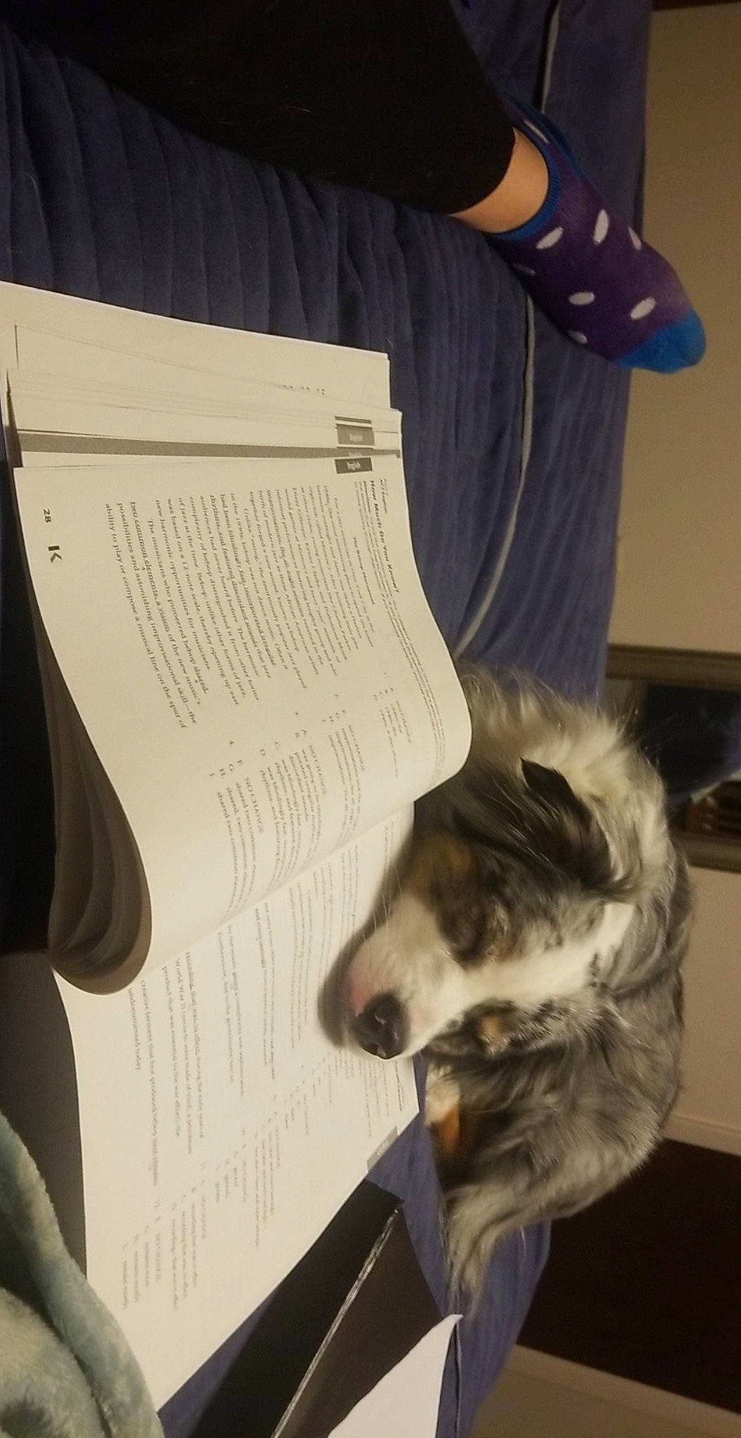 Blue is registered to the contest to win money with this photo: book, bookcase, canidae, carnivore, companion_dog, dog, dog_breed, eyewear, felidae, font, fur, paper, paw, publication, reading, small_to_medium_sized_cats, sporting_group, tail, toy_dog, whiskers