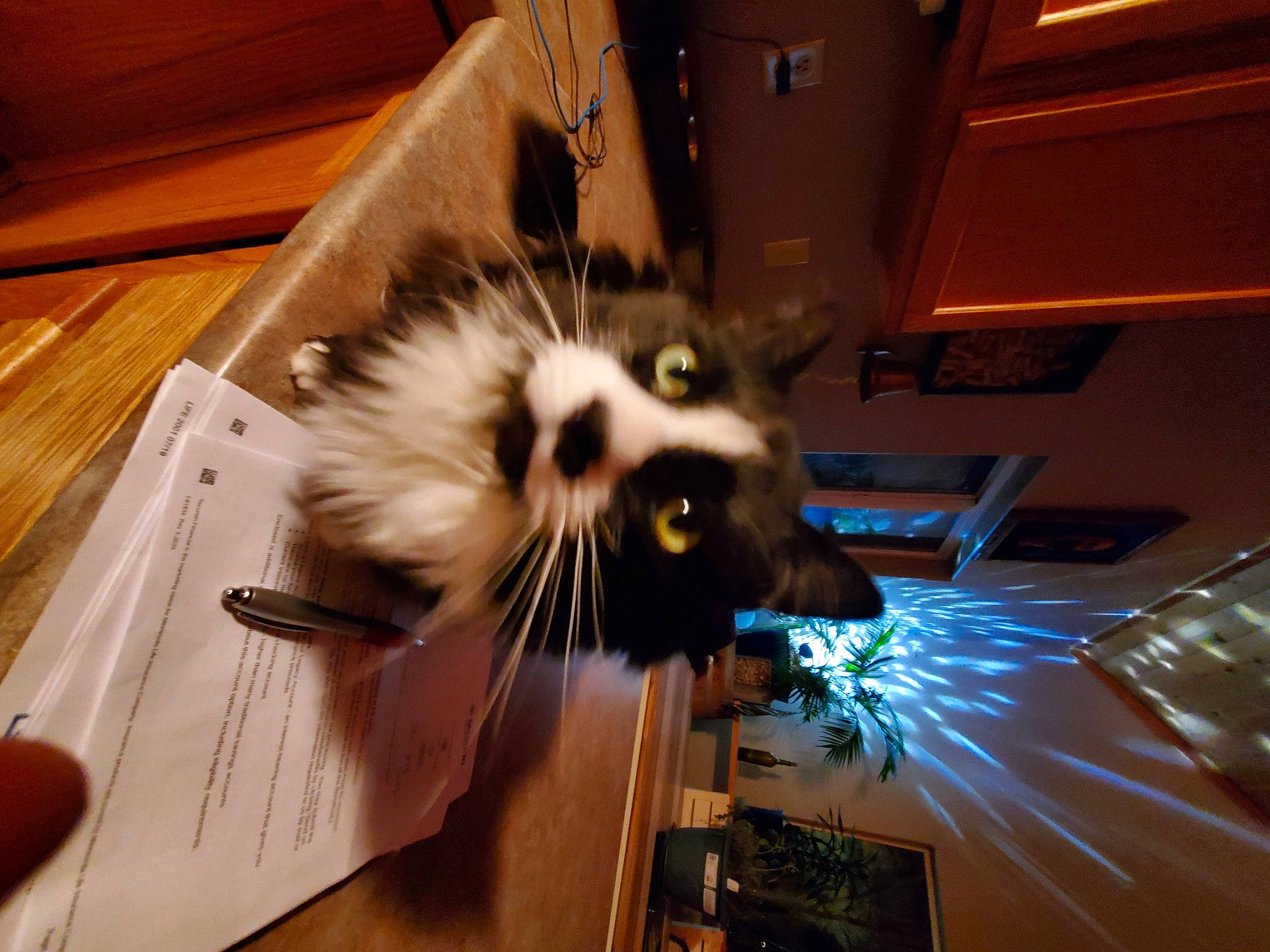 Chewie is registered to the contest to win money with this photo: carnivore, cat, cutlery, felidae, fur, hardwood, kitchen_utensil, laminate_flooring, office_supplies, pen, plywood, small_to_medium_sized_cats, snout, stationery, varnish, vertebrate, whiskers, wood, wood_flooring, wood_stain