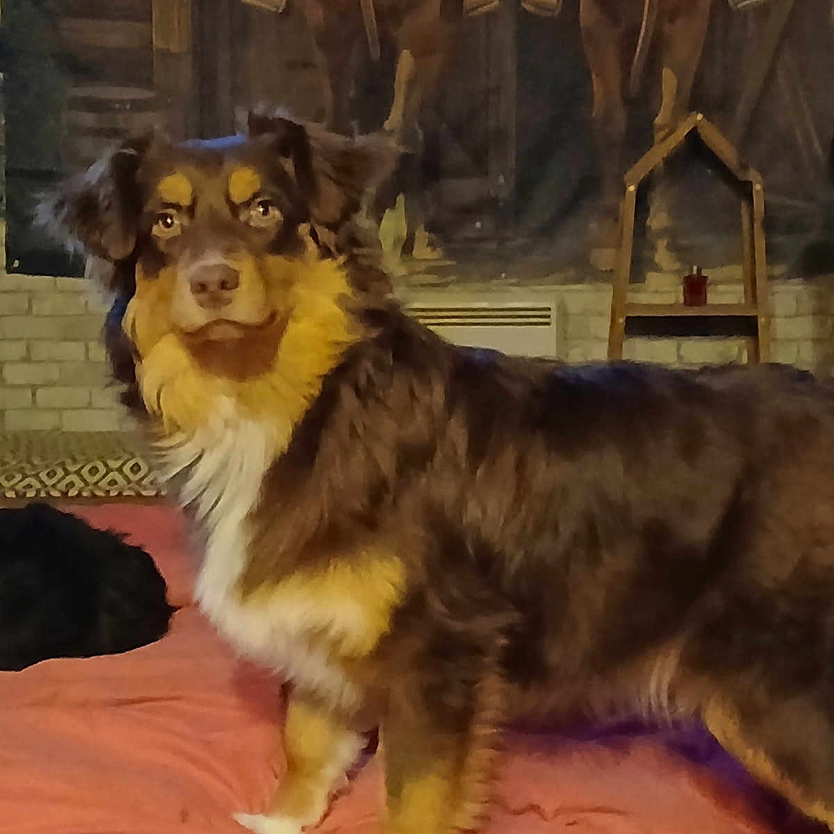 Venus a rejoint le concours — aidez-le/la à gagner de superbes lots ! animal, bed, black, brown, cat, companion, cozy, curled_up, dog, domestic, fur, furniture, home, indoor, looking, mammal, pet, resting, standing, warm_lighting