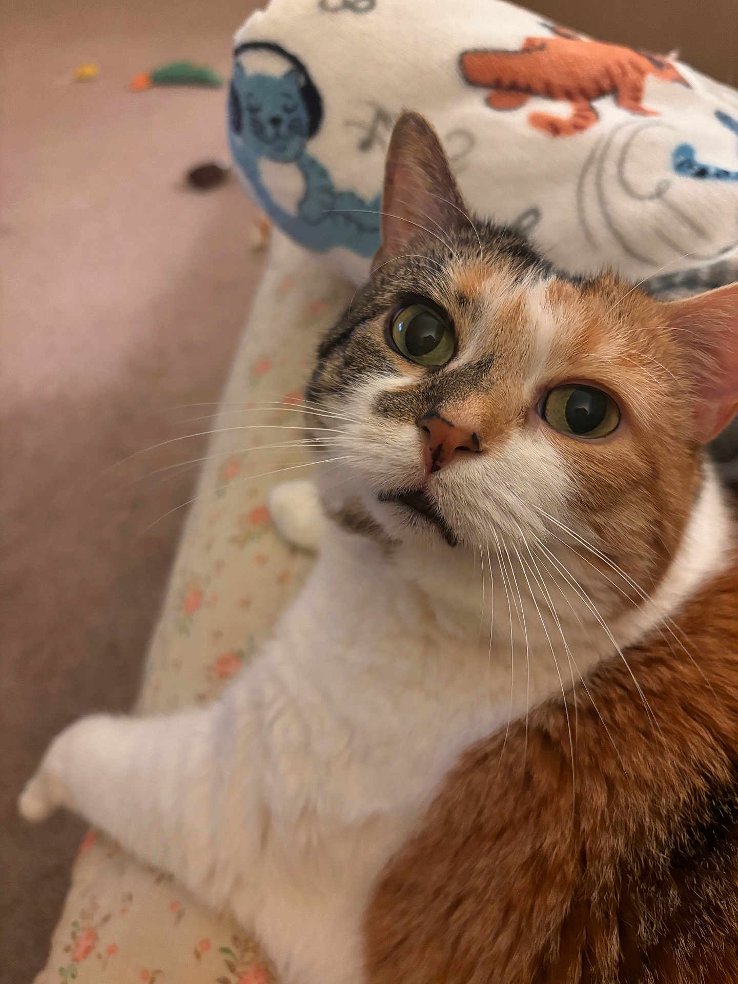 Bonnie is registered to the contest to win money with this photo: cat, calico, indoor, close_up, pet, feline, whiskers, couch, floral_pattern, pillow, curious, relaxed, fur, green_eyes, domestic_animal, portrait, home, animal, cute, resting