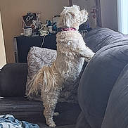 Bailey joined the competition — help win amazing prizes! dog, white_dog, couch, pillow, blanket, living_room, curious, pet, fur, indoor, window, standing, collar, cozy, household_items, furniture, domestic, side_view, tail, soft_texture