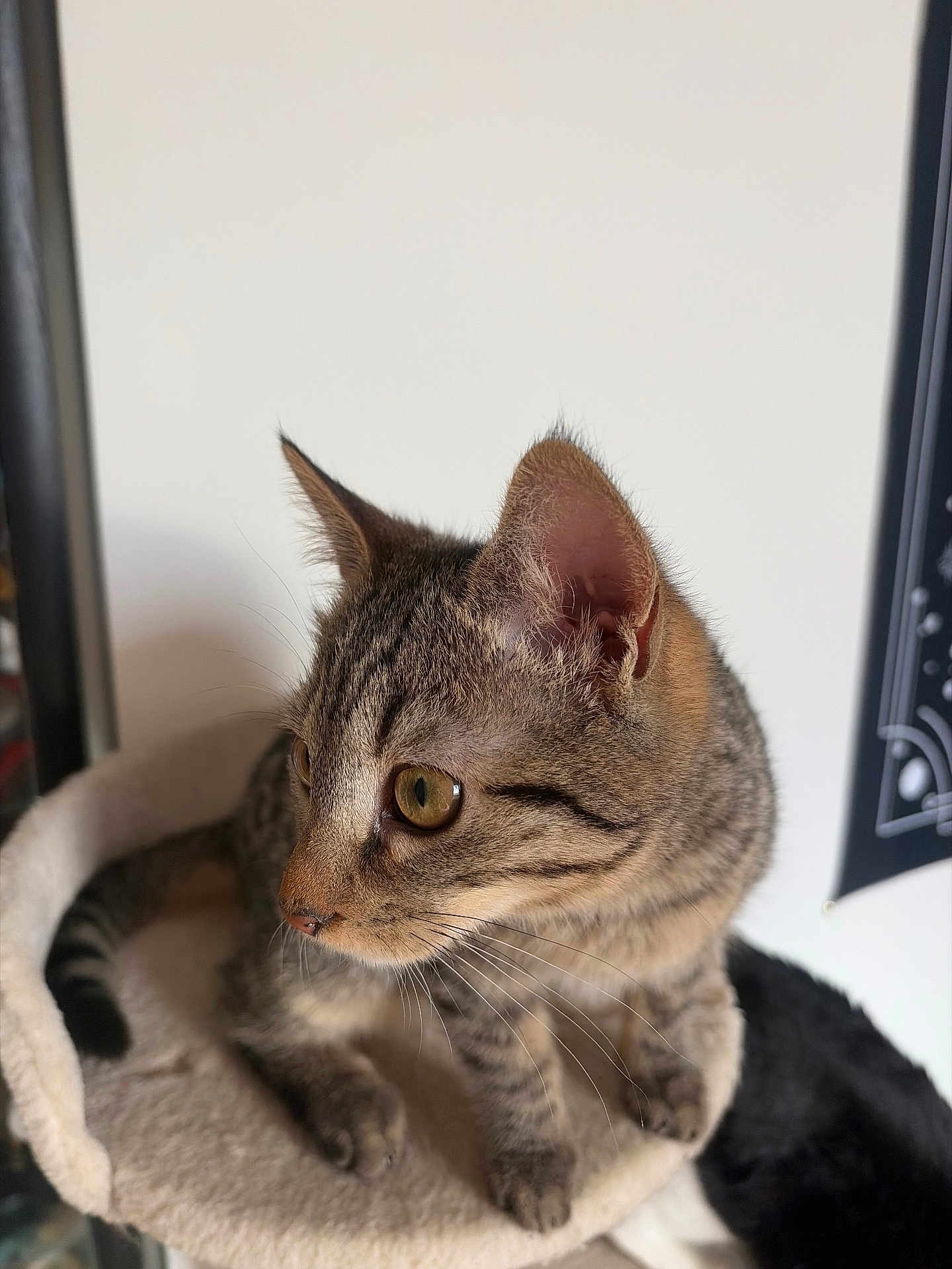 Hadès participe au concours pour gagner de l'argent avec cette photo : cat, kitten, tabby, pet, animal, feline, whiskers, ears, eyes, fur, indoor, cozy, cat_tree, curious, perched, closeup, young_cat, domestic_cat, soft_light, looking_away
