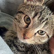 Hadès a rejoint le concours — aidez-le/la à gagner de superbes lots ! cat, tabby_cat, close_up, fur, whiskers, green_eyes, pet, animal, indoor, soft_texture, face, curious, snuggling, domestic_cat, mammal, cute, portrait, relaxing, feline, cozy