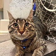 Arlo participe au concours pour gagner de l'argent avec cette photo : bell, bubble_crown, carpet, cat, close_up, collar, curious, cute, domestic_animal, ears, eyes, feline, fur, indoor, paw, pet, playing, relaxed, tabby, whiskers