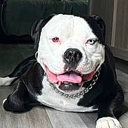 Gunnar is registered to the contest to win money with this photo: animal, black_and_white, canine, chain_collar, couch, cushion, dog, domestic_animal, floor, happy, heterochromia, houseplant, indoor, laying_down, living_room, pet, smiling, tongue_out, window, wooden_floor