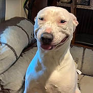 Coco Chanel is registered to the contest to win money with this photo: dog, white_dog, couch, living_room, smiling, happy, pet, indoor, face, person, video_call, furniture, blanket, home, canine, sitting, joyful, laughing, phone_screen, technology
