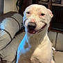 dog, white_dog, couch, living_room, smiling, happy, pet, indoor, face, person, video_call, furniture, blanket, home, canine, sitting, joyful, laughing, phone_screen, technology