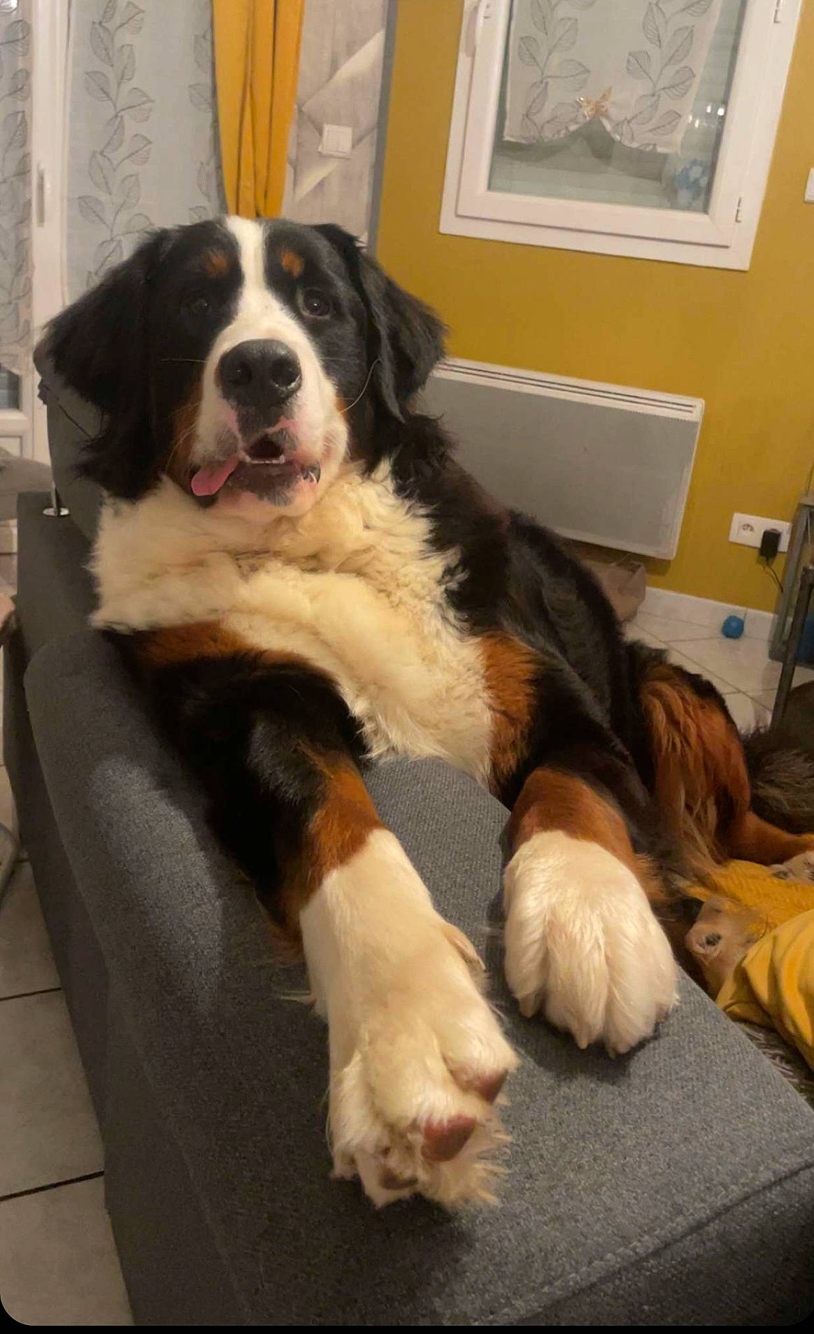 Bella participe au concours pour gagner de l'argent avec cette photo : bernese_mountain_dog, bored, canidae, carnivore, companion_dog, dog, dog_breed, door, flooring, fur, herding_dog, picture_frame, snout, sporting_group, st_bernard, tail, terrestrial_animal, window, working_animal, working_dog