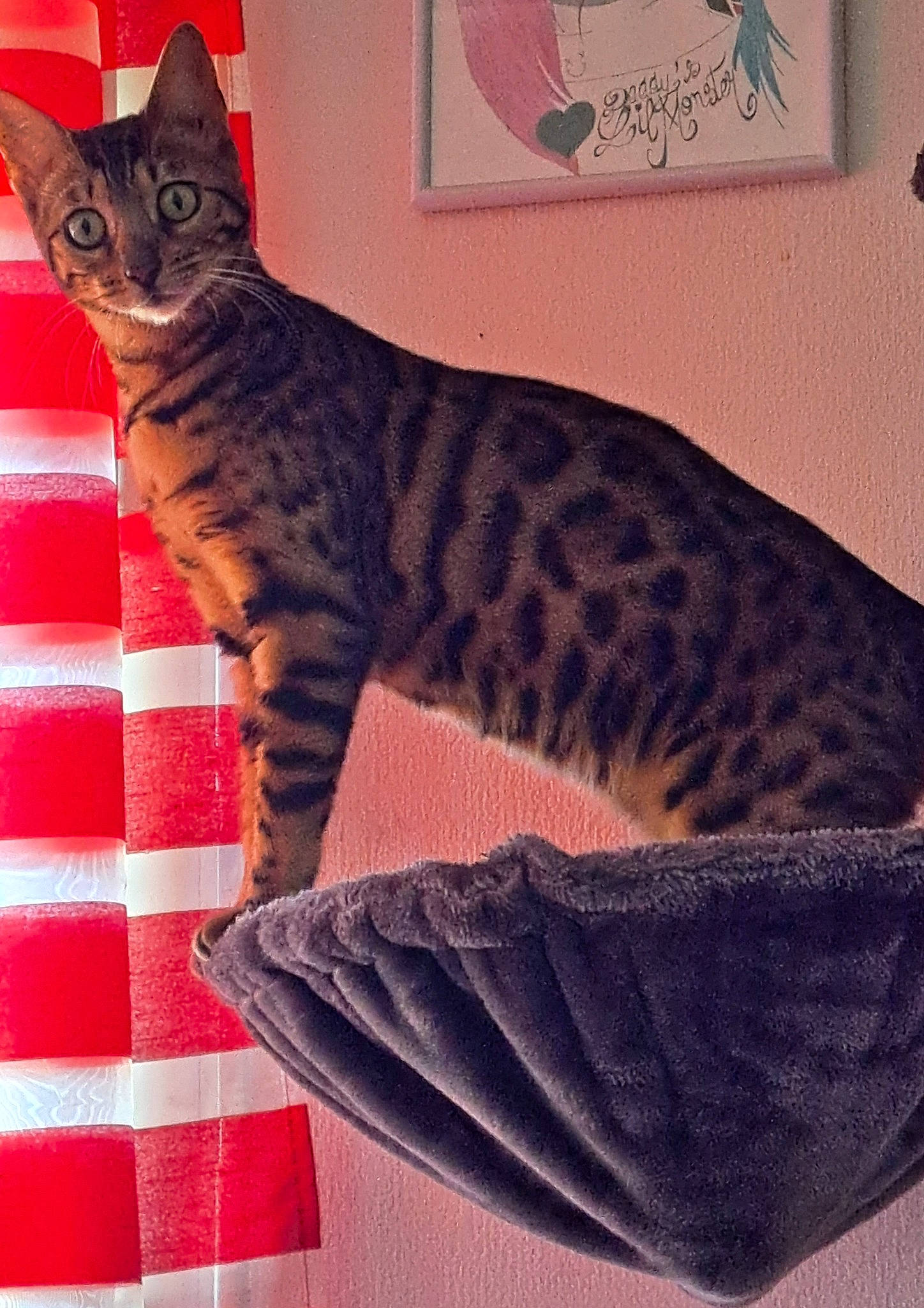 Tequila a rejoint le concours — aidez-le/la à gagner de superbes lots ! carnivore, cat, cat_supply, domestic_short_haired_cat, felidae, fur, linens, pattern, paw, picture_frame, small_to_medium_sized_cats, snout, tail, terrestrial_animal, thread, whiskers, woven_fabric