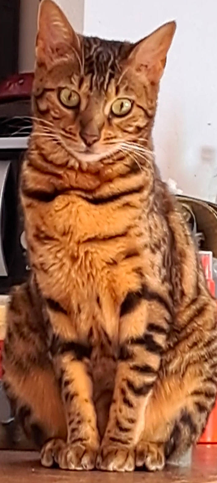 Tequila a rejoint le concours — aidez-le/la à gagner de superbes lots ! carnivore, cat, claw, domestic_short_haired_cat, felidae, fur, kitchen_appliance, mammal, paw, sitting, small_to_medium_sized_cats, snout, terrestrial_animal, whiskers, wildlife