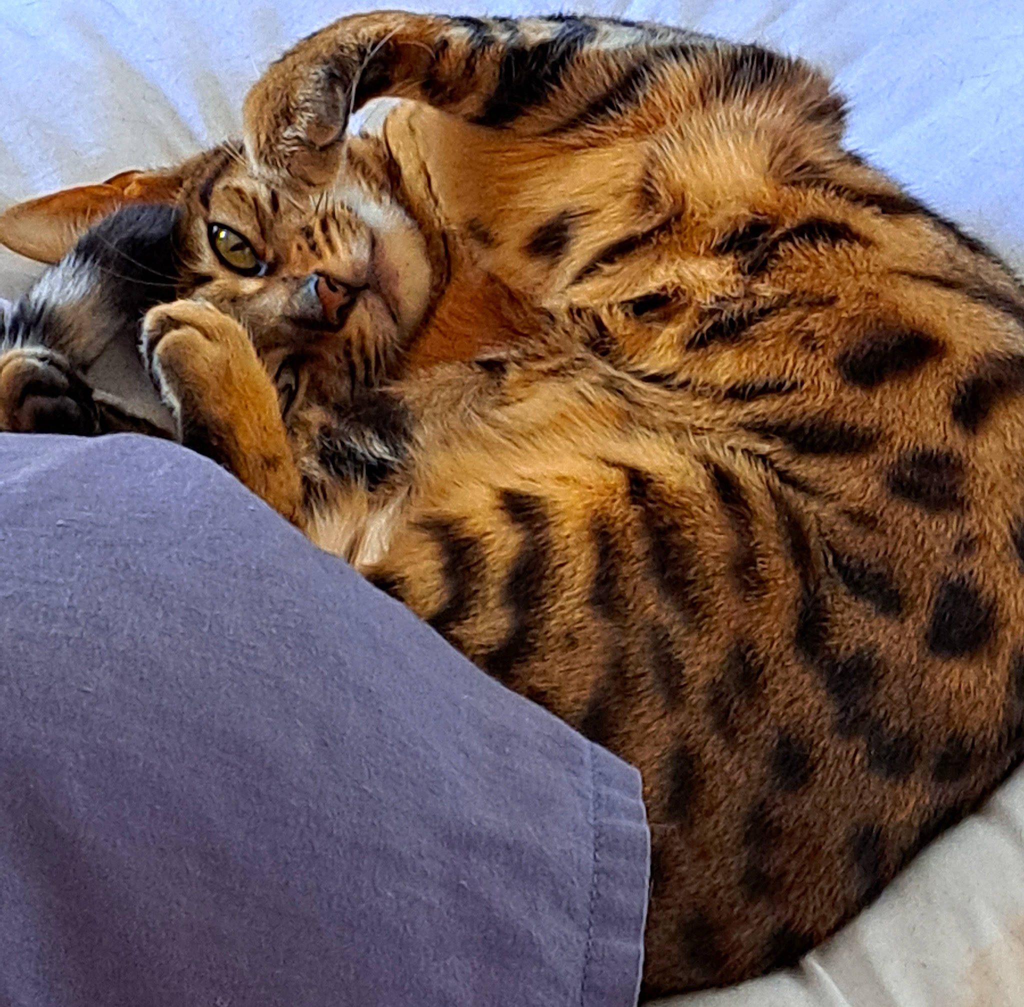 Tequila participe au concours pour gagner de l'argent avec cette photo : bengal_tiger, big_cats, carnivore, comfort, eye, fawn, feather, felidae, fur, head, human_body, paw, siberian_tiger, small_to_medium_sized_cats, snout, tail, terrestrial_animal, tiger, whiskers, wood