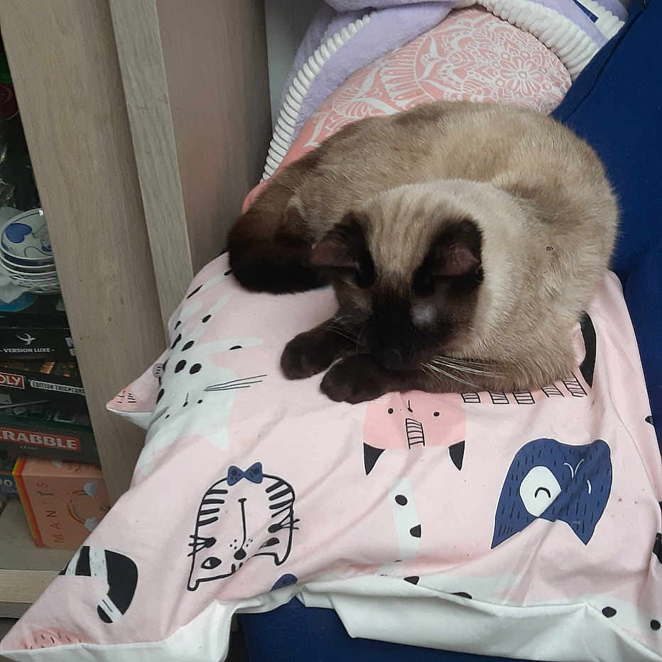 Foufounet a rejoint le concours — aidez-le/la à gagner de superbes lots ! animal, blue_sofa, cat, cozy, cushion, cute, decor, fabric, furniture, home, indoor, octopus_plush, pattern, pet, pillow, plush_toy, relaxing, resting, sleeping, soft_toy