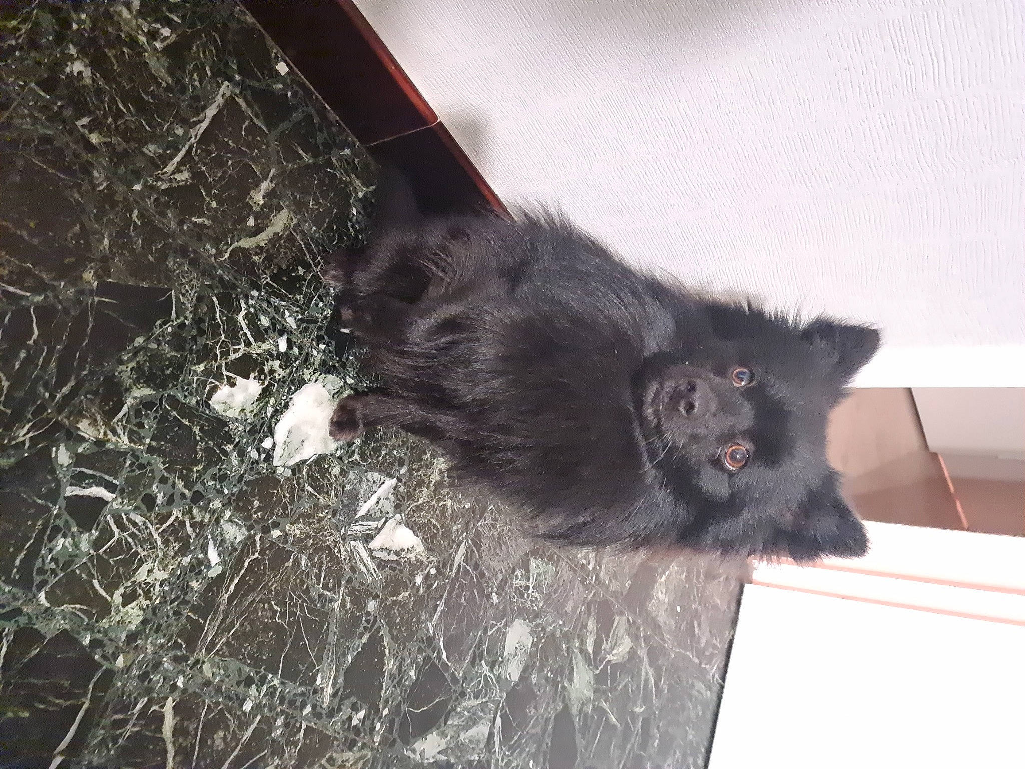 Simba a rejoint le concours — aidez-le/la à gagner de superbes lots ! black_cat, bombay, canidae, carnivore, cat, claw, dog_breed, domestic_short_haired_cat, felidae, foot, fur, natural_material, paw, small_to_medium_sized_cats, snout, sporting_group, tail, terrestrial_animal, whiskers