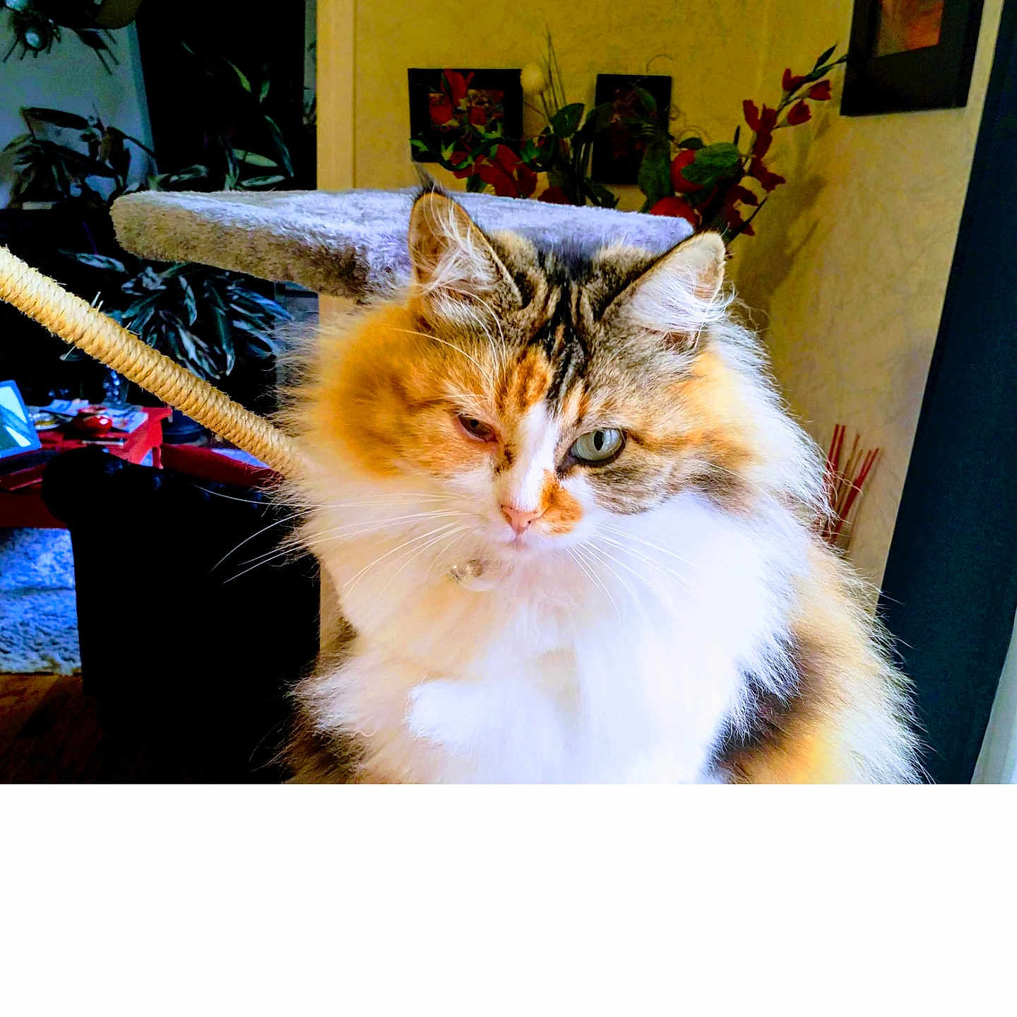 Minouchka