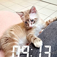 Booba a rejoint le concours — aidez-le/la à gagner de superbes lots ! kitten, cat, pet, indoor, floor, tile, blue_eyes, striped, light_brown, paw, clinging, leg, person, casual, jeans, cozy, home, cute, animal, feline