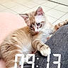 kitten, cat, pet, indoor, floor, tile, blue_eyes, striped, light_brown, paw, clinging, leg, person, casual, jeans, cozy, home, cute, animal, feline