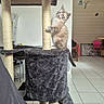 Booba a rejoint le concours — aidez-le/la à gagner de superbes lots ! kitten, cat, cat_tree, indoor, furniture, couch, floor, tile_floor, pet, playful, curious, home, interior, chair, child_chair, wall, decor, animal, young_cat, cozy