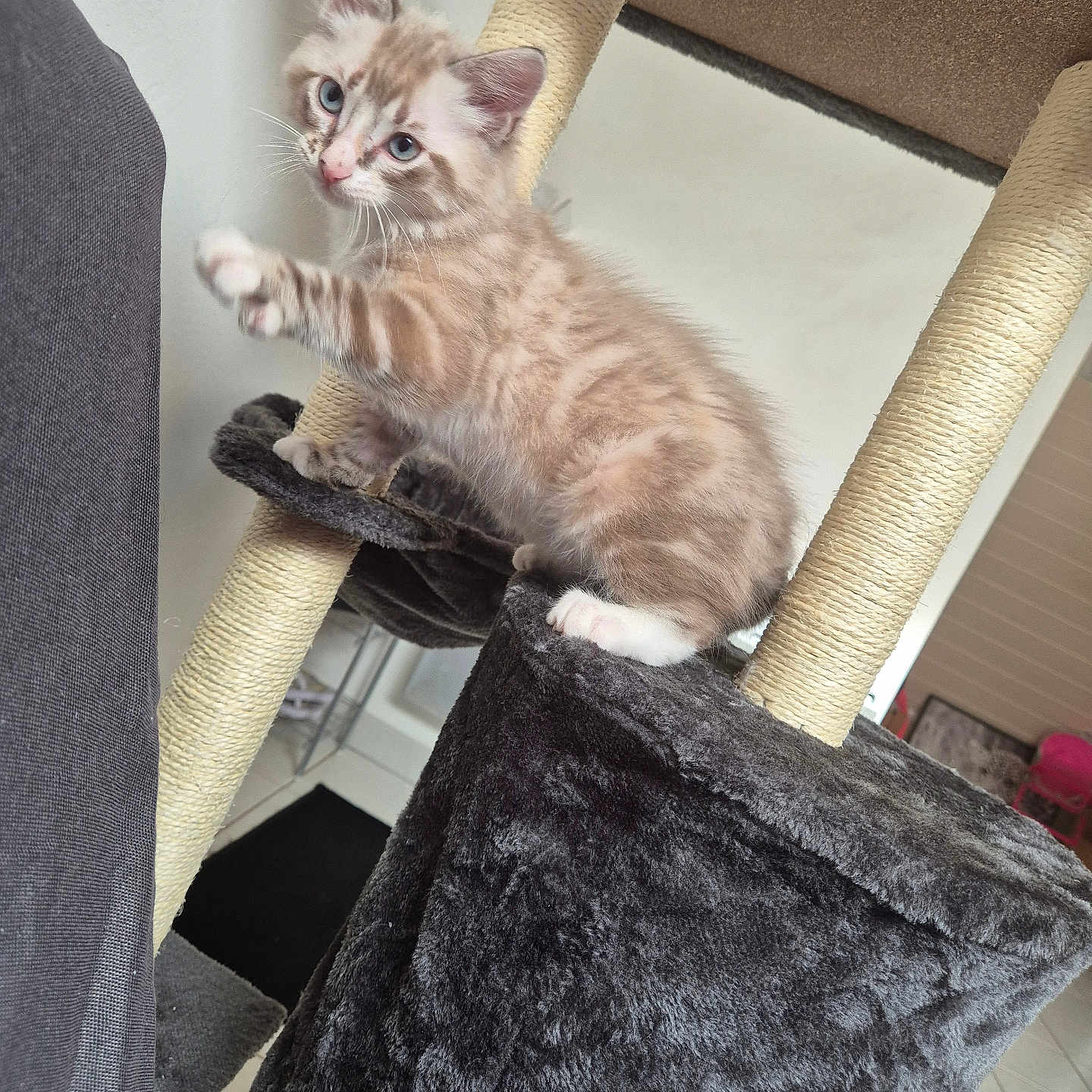 Booba a rejoint le concours — aidez-le/la à gagner de superbes lots ! kitten, cat, cat_tree, indoor, furniture, playing, paw, gray, curious, blue_eyes, pet, animal, young, fur, whiskers, cute, home, floor, wall, scratching_post