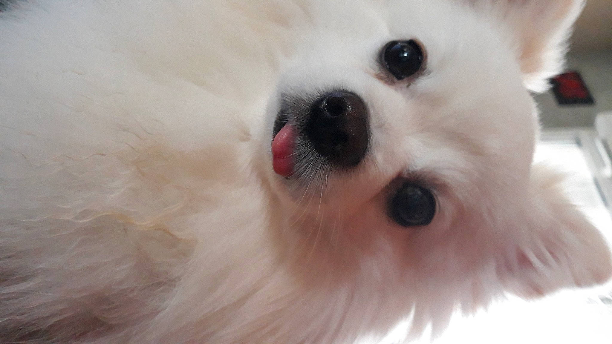 Nicky a rejoint le concours — aidez-le/la à gagner de superbes lots ! canidae, carnivore, companion_dog, dog, dog_breed, ear, fawn, fur, german_spitz, japanese_spitz, maltepoo, samoyed, snout, spitz, sporting_group, terrestrial_animal, toy_dog, volpino_italiano, whiskers, working_animal