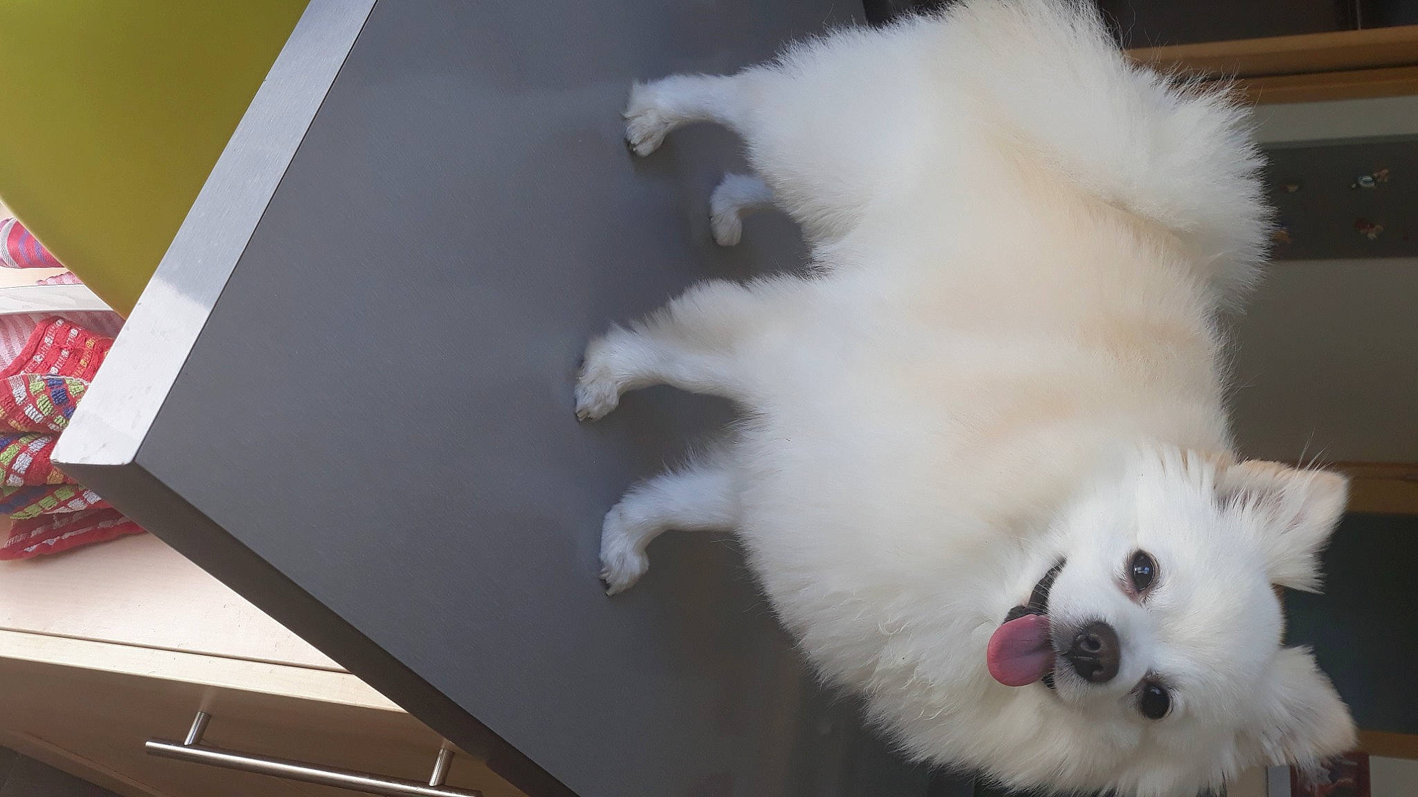 Nicky participe au concours pour gagner de l'argent avec cette photo : american_eskimo_dog, box, canidae, carnivore, companion_dog, dog, dog_breed, felidae, fur, german_spitz, japanese_spitz, non_sporting_group, samoyed, small_to_medium_sized_cats, spitz, sporting_group, tail, volpino_italiano, whiskers, white