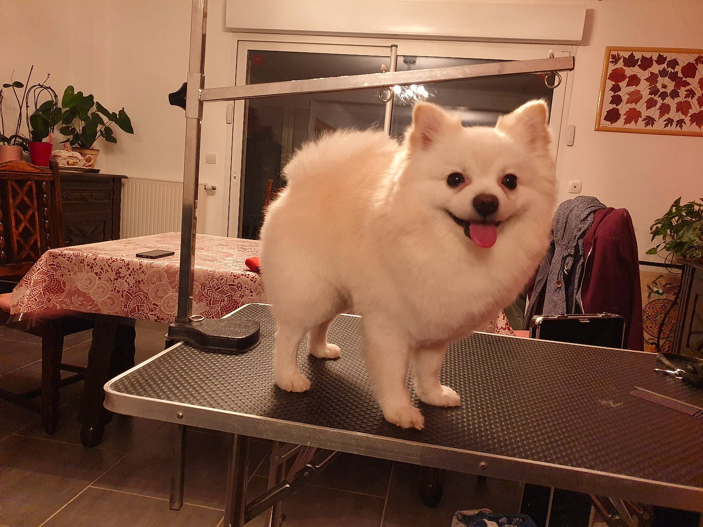 Nicky participe au concours pour gagner de l'argent avec cette photo : carnivore, companion_dog, dog, dog_breed, event, fawn, felidae, flowerpot, fur, houseplant, japanese_spitz, plant, small_to_medium_sized_cats, snout, spitz, sporting_group, table, tail, whiskers, working_animal