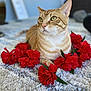 Simba is registered to the contest to win money with this photo: cat, ginger_cat, tabby, pet, indoor, red_flowers, floral_garland, rug, carpet, close_up, portrait, whiskers, green_eyes, ears, paws, bokeh, soft_focus, cozy, domestic, relaxed