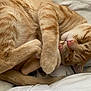 cat, ginger_cat, tabby, sleeping, curled_up, paw, pink_nose, whiskers, fur, cozy, blanket, bed, indoor, pet, feline, closeup, portrait, resting, domestic_cat, nap