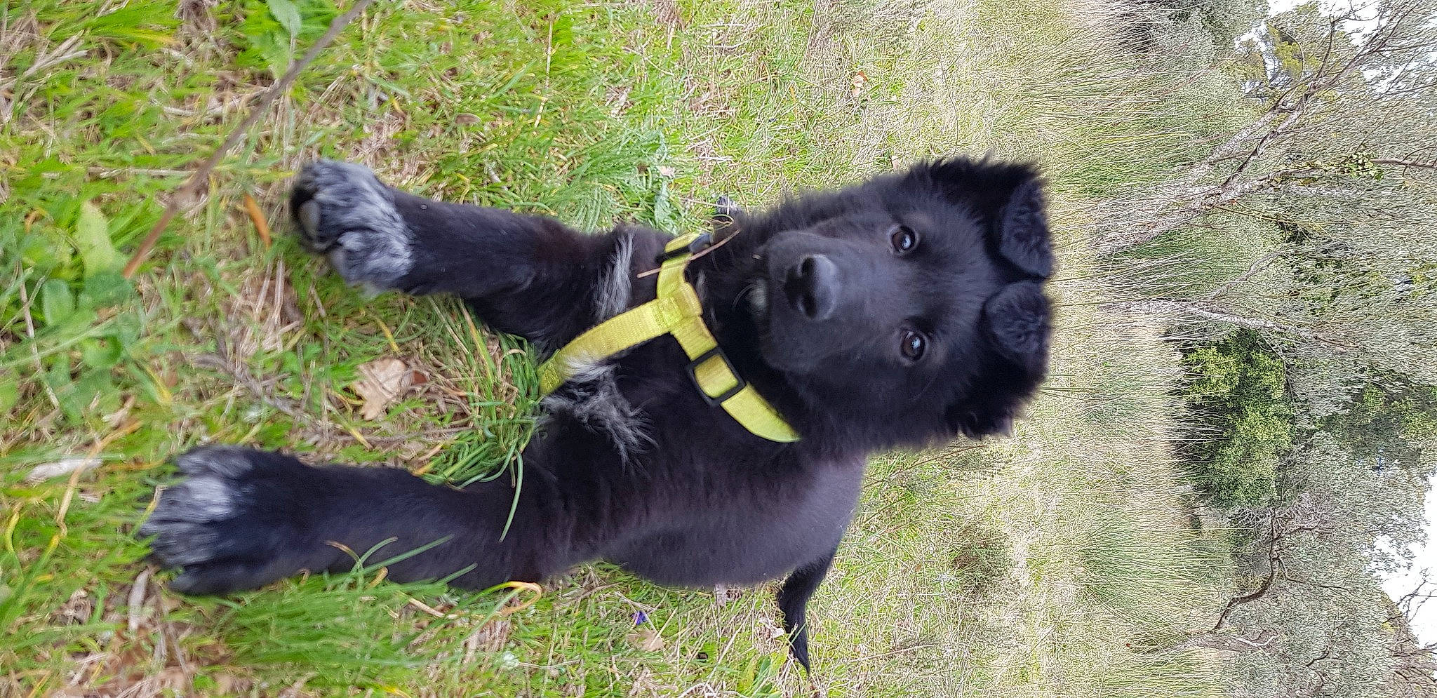 Ricci participe au concours pour gagner de l'argent avec cette photo : canidae, carnivore, dog, dog_breed, flat_coated_retriever, mammal, primate, retriever, snout, sporting_group, vertebrate