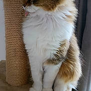 Zazie participe au concours pour gagner de l'argent avec cette photo : animal, brown, cat, cat_tree, closeup, curtain, cute, domestic_cat, feline, fluffy, fur, indoor, pet, scratching_post, side_view, sitting, soft, tongue_out, whiskers, white