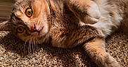 Phoniex is registered to the contest to win money with this photo: cat, feline, pet, animal, fur, whiskers, yellow_eyes, paw, carpet, texture, close_up, relaxed, curious, indoor, cute, mammal, laying, soft, domestic_cat, portrait