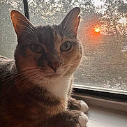 Phoniex is registered to the contest to win money with this photo: cat, sunset, window, windowsill, screen, pet, animal, feline, indoor, relaxing, whiskers, ears, paws, fur, light, shadow, nature, quiet, home, closeup