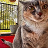 animal, cat, close_up, curious, daylight, eyes, feline, fur, home, nature, outdoor, pet, porch, potted_plant, red_mat, sitting, sunlight, tail, texture, whiskers