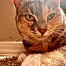 Phoniex joined the competition — help win amazing prizes! cat, close_up, fur, whiskers, carpet, paw, animal, pet, domestic, feline, cute, relaxed, sunlight, warm_light, indoors, portrait, face, ears, nose, muzzle