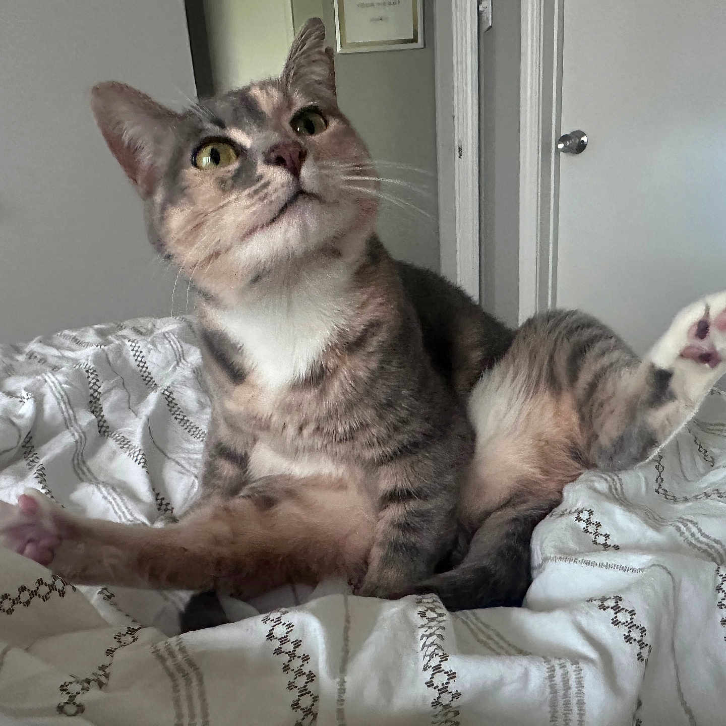Phoniex is registered to the contest to win money with this photo: cat, pet, indoor, bed, feline, animal, whiskers, paw, curious, fur, domestic, raised_leg, looking_up, bedspread, cozy, room, door, doorknob, window, relaxed