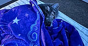 Phoniex joined the competition — help win amazing prizes! animal, bed, blanket, carpet, cat, comfort, cozy, door, feline, fur, indoor, peaceful, purple, quiet, relaxation, resting, sleeping, soft_lighting, stars, striped