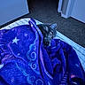 Phoniex joined the competition — help win amazing prizes! cat, blanket, bed, sleeping, indoor, purple, stars, striped, cozy, feline, carpet, door, resting, peaceful, soft_lighting, animal, comfort, fur, quiet, relaxation