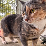 Phoniex joined the competition — help win amazing prizes! animal, blurred_background, cat, close_up, concrete_floor, curious, cute, domestic_animal, door, feline, fur, indoor, natural_light, outdoor, pet, portrait, standing, whiskers, window, yellow_eyes