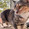 animal, blurred_background, cat, close_up, concrete_floor, curious, cute, domestic_animal, door, feline, fur, indoor, natural_light, outdoor, pet, portrait, standing, whiskers, window, yellow_eyes